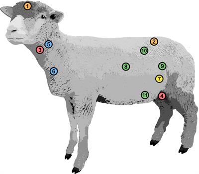 The Sheep as a Comprehensive Animal Model to Investigate Interdependent Physiological Pressure Propagation and Multiparameter Influence on Cerebrospinal Fluid Dynamics